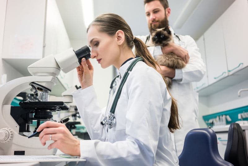 Veterinarian examining a dog with a microscope
